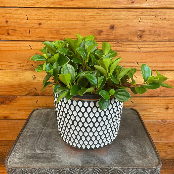 The Plant Farm® Houseplants Peperomia Glabella, 6" Plant