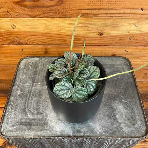 The Plant Farm® Houseplants Peperomia Greyhound, 4" Plant