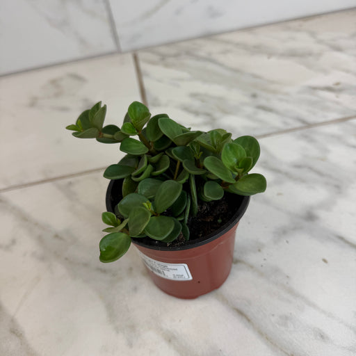 The Plant Farm® Houseplants Peperomia Hope, 4" Plant