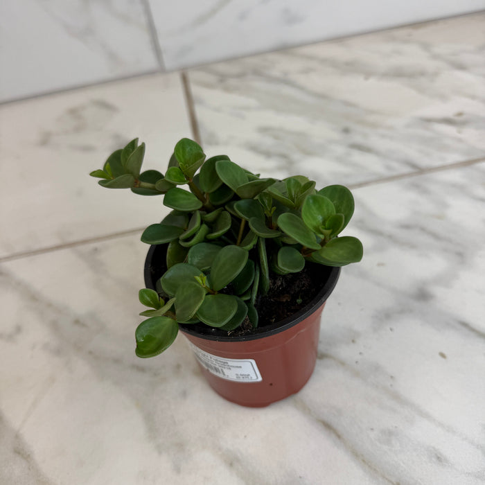 The Plant Farm® Houseplants Peperomia Hope, 4" Plant