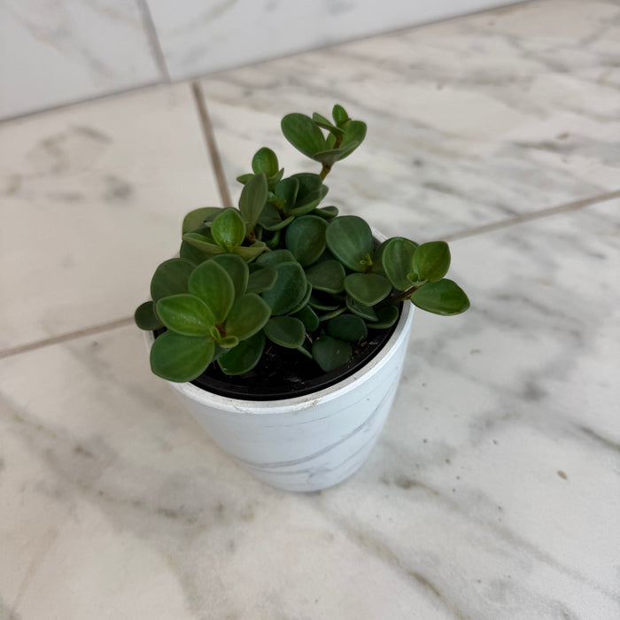 The Plant Farm® Houseplants Peperomia Hope, 4" Plant