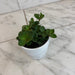 The Plant Farm® Houseplants Peperomia Hope, 4" Plant