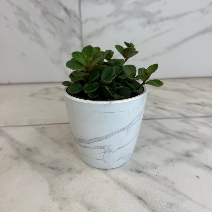 The Plant Farm® Houseplants Peperomia Hope, 4" Plant