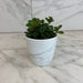 The Plant Farm® Houseplants Peperomia Hope, 4" Plant