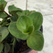 The Plant Farm® Houseplants Peperomia Hope, 4" Plant