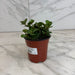 The Plant Farm® Houseplants Peperomia Hope, 4" Plant