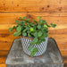 The Plant Farm® Houseplants Peperomia Hope, 6" Plant