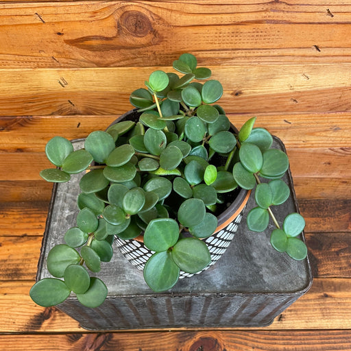 The Plant Farm® Houseplants Peperomia Hope, 6" Plant