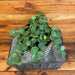 The Plant Farm® Houseplants Peperomia Hope, 6" Plant