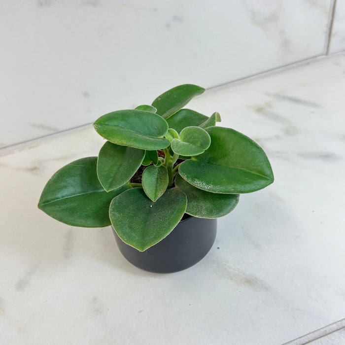The Plant Farm® Houseplants Peperomia Incana, 2" Plant