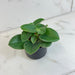 The Plant Farm® Houseplants Peperomia Incana, 2" Plant