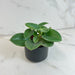 The Plant Farm® Houseplants Peperomia Incana, 2" Plant
