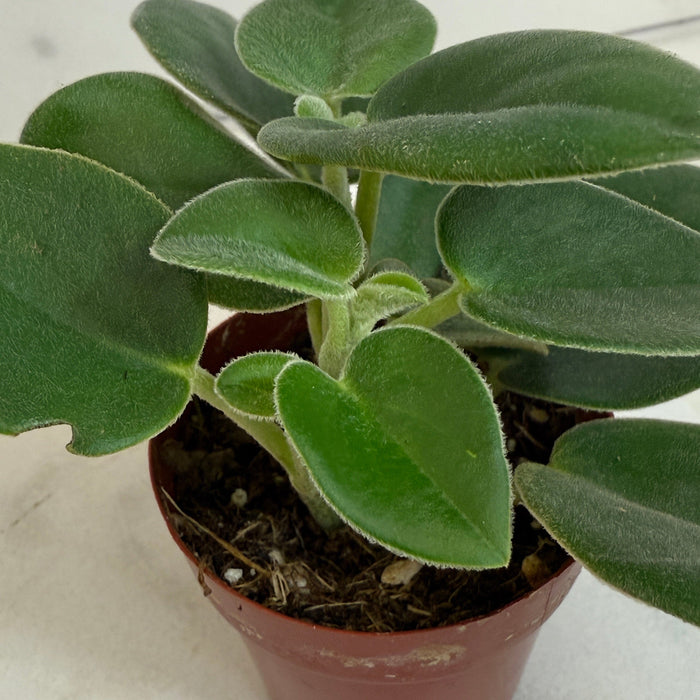 The Plant Farm® Houseplants Peperomia Incana, 2" Plant