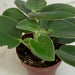 The Plant Farm® Houseplants Peperomia Incana, 2" Plant