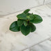 The Plant Farm® Houseplants Peperomia Incana, 2" Plant