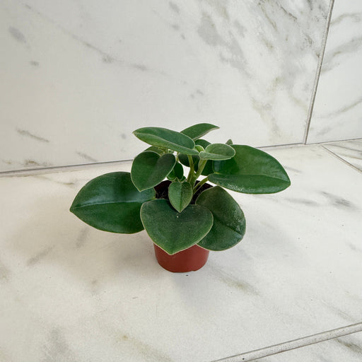 The Plant Farm® Houseplants Peperomia Incana, 2" Plant