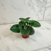 The Plant Farm® Houseplants Peperomia Incana, 2" Plant