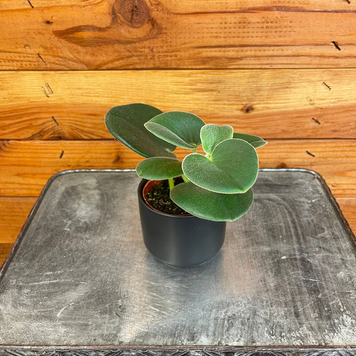 The Plant Farm® Houseplants Peperomia Incana, 2" Plant