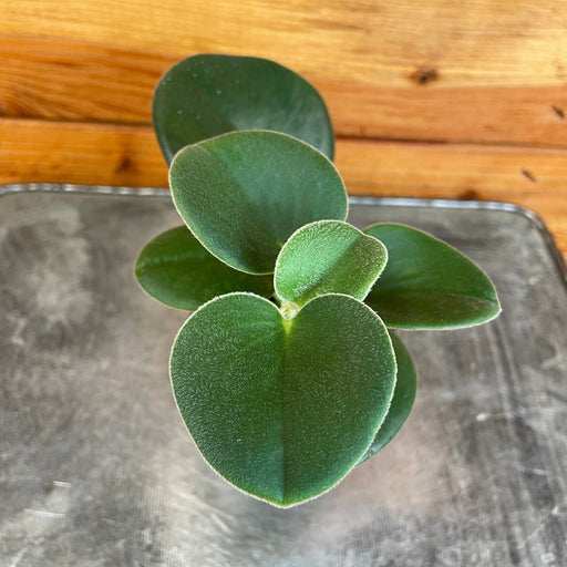 The Plant Farm® Houseplants Peperomia Incana, 2" Plant