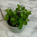 The Plant Farm® Houseplants Peperomia Jitterbug, 2" Plant