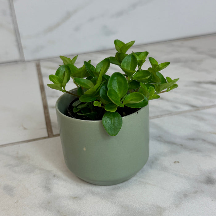 The Plant Farm® Houseplants Peperomia Jitterbug, 2" Plant