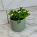 The Plant Farm® Houseplants Peperomia Jitterbug, 2" Plant
