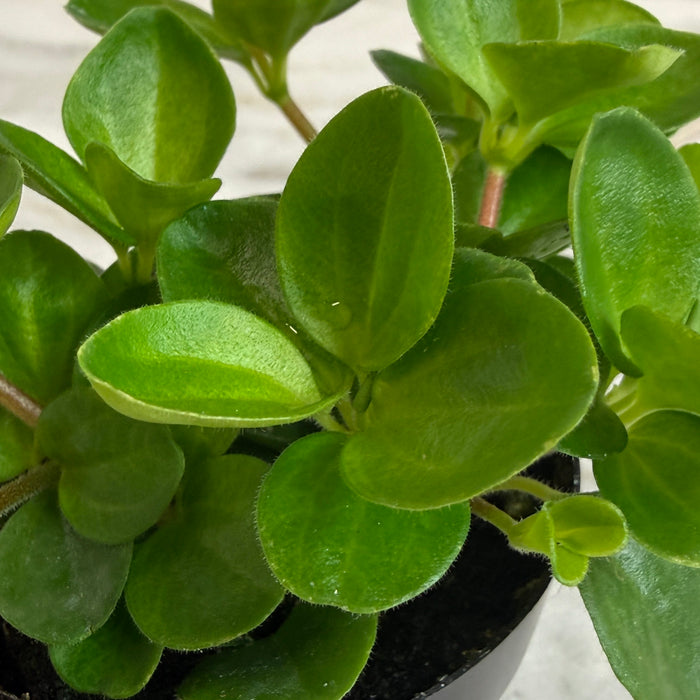 The Plant Farm® Houseplants Peperomia Jitterbug, 2" Plant