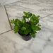 The Plant Farm® Houseplants Peperomia Jitterbug, 2" Plant
