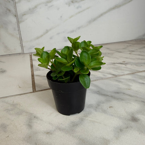 The Plant Farm® Houseplants Peperomia Jitterbug, 2" Plant