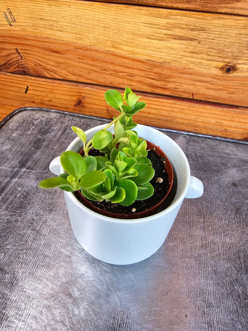 The Plant Farm® Houseplants Peperomia Jitterbug, 2" Plant