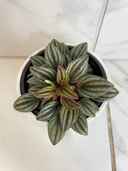 The Plant Farm® Houseplants Peperomia Lima, 4" Plant