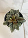 The Plant Farm® Houseplants Peperomia Lima, 4" Plant