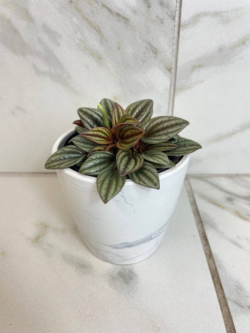 The Plant Farm® Houseplants Peperomia Lima, 4" Plant