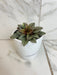 The Plant Farm® Houseplants Peperomia Lima, 4" Plant