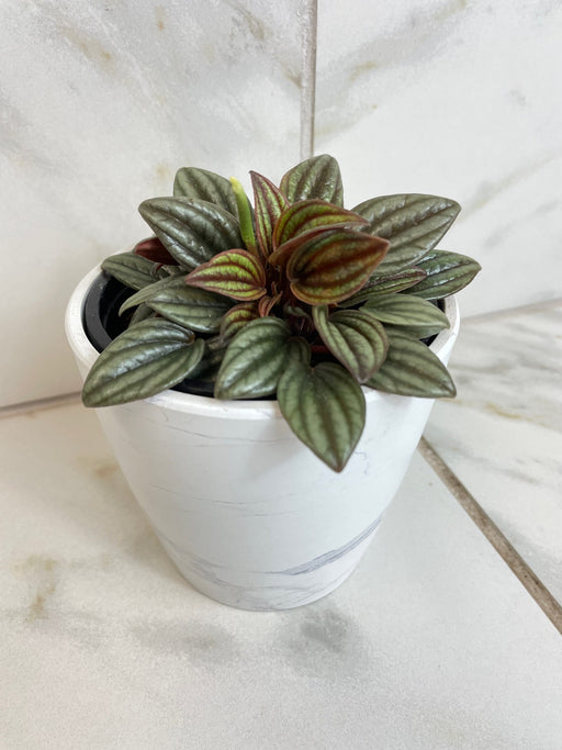 The Plant Farm® Houseplants Peperomia Lima, 4" Plant