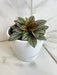 The Plant Farm® Houseplants Peperomia Lima, 4" Plant