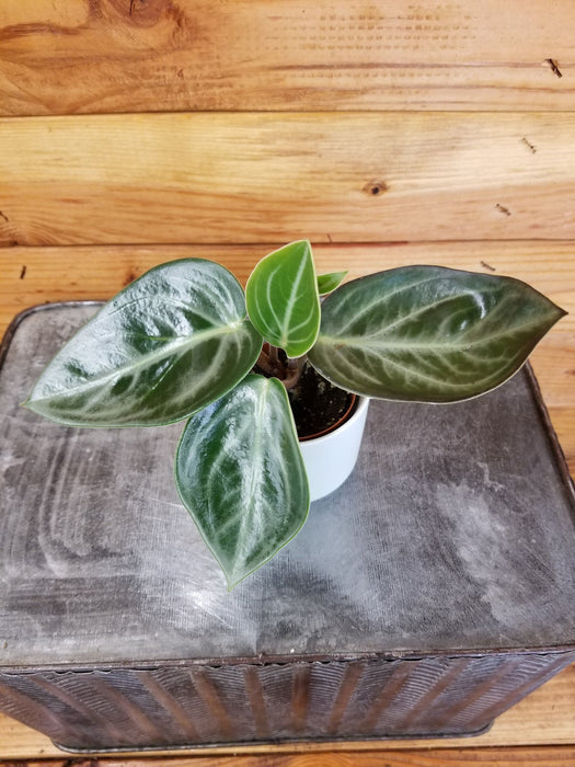 The Plant Farm® Houseplants Peperomia Maculosa, 2" Plant