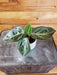 The Plant Farm® Houseplants Peperomia Maculosa, 2" Plant