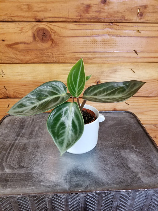 The Plant Farm® Houseplants Peperomia Maculosa, 2" Plant