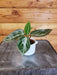 The Plant Farm® Houseplants Peperomia Maculosa, 2" Plant