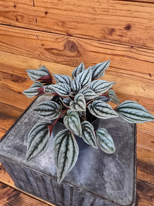 The Plant Farm® Houseplants Peperomia Mendoza, 4" Plant