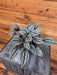 The Plant Farm® Houseplants Peperomia Mendoza, 4" Plant