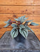 The Plant Farm® Houseplants Peperomia Mendoza, 4" Plant