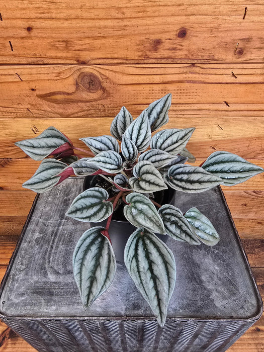 The Plant Farm® Houseplants Peperomia Mendoza, 4" Plant