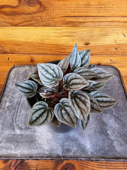 The Plant Farm® Houseplants Peperomia Mendoza, 4" Plant