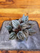 The Plant Farm® Houseplants Peperomia Mendoza, 4" Plant