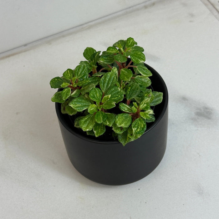 The Plant Farm® Houseplants Peperomia Meridana Variegated, 2" Plant