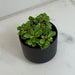 The Plant Farm® Houseplants Peperomia Meridana Variegated, 2" Plant