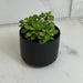 The Plant Farm® Houseplants Peperomia Meridana Variegated, 2" Plant