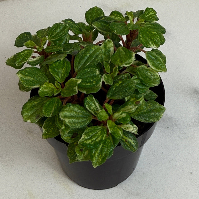 The Plant Farm® Houseplants Peperomia Meridana Variegated, 2" Plant